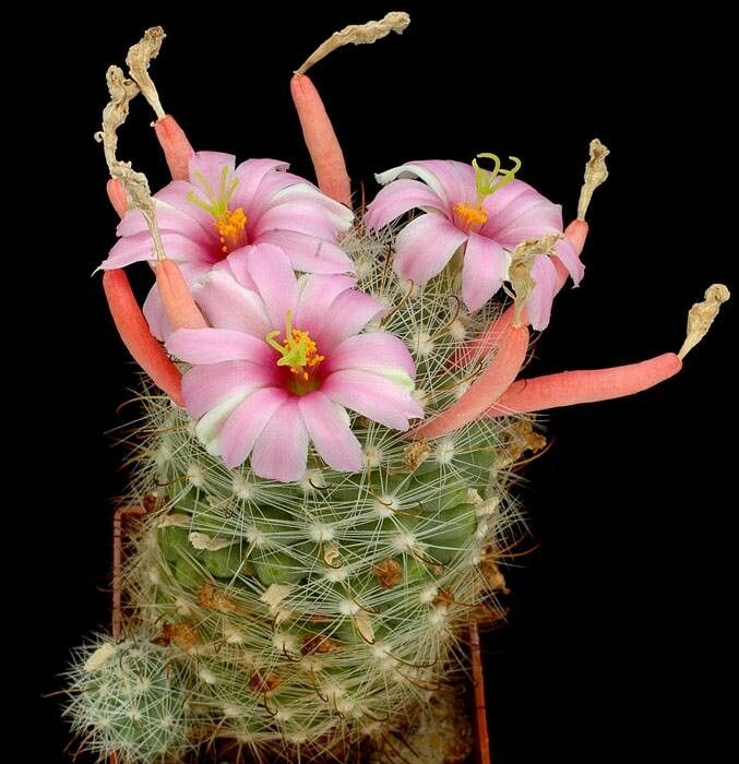 Cochemiea boolii habit