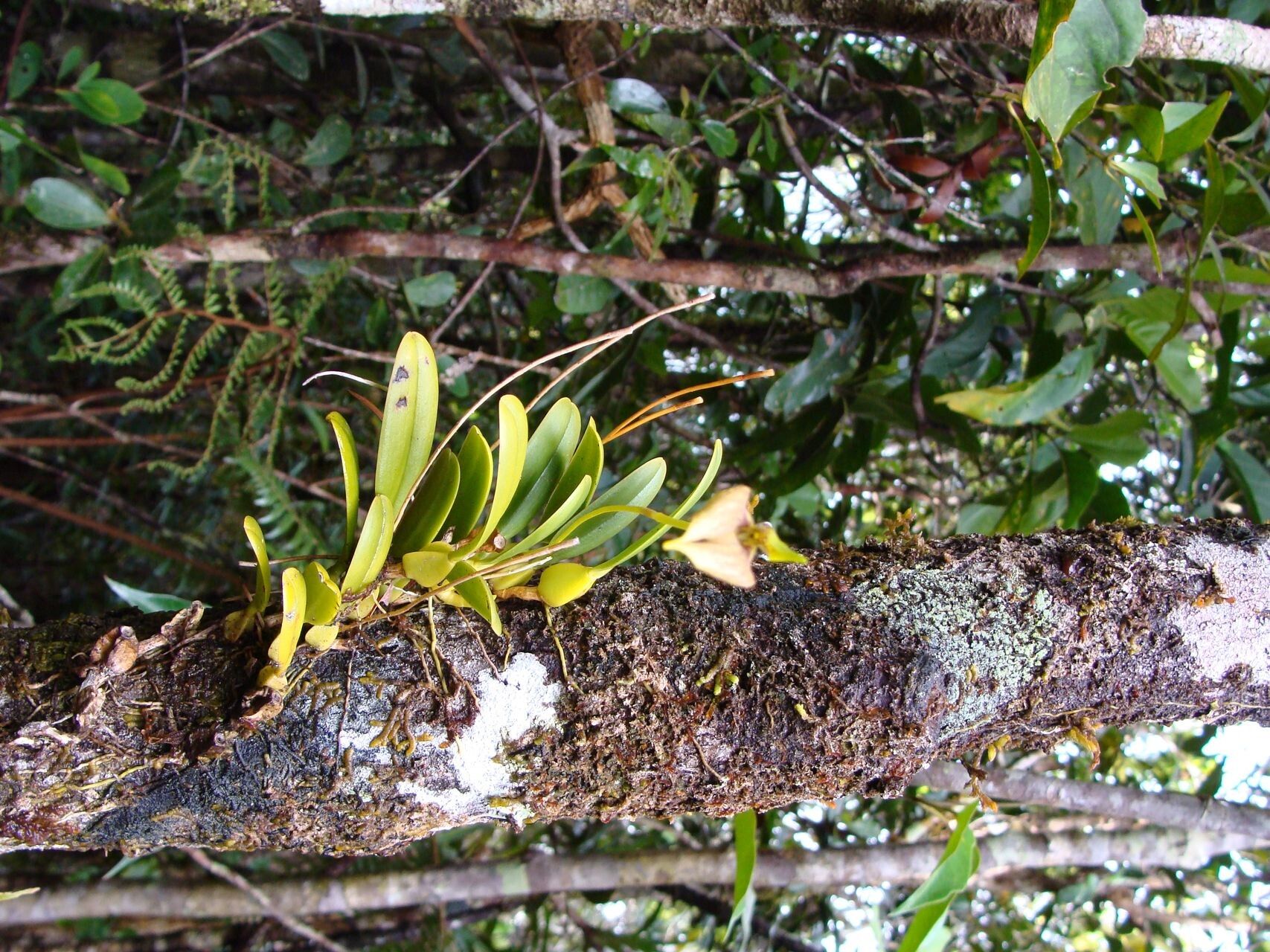 Bulbophyllum apodum habit