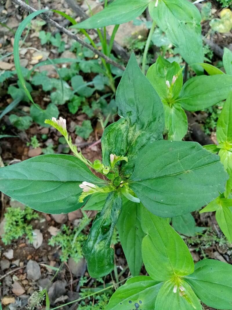 Spigelia anthelmia — search result for 'Bolivia'