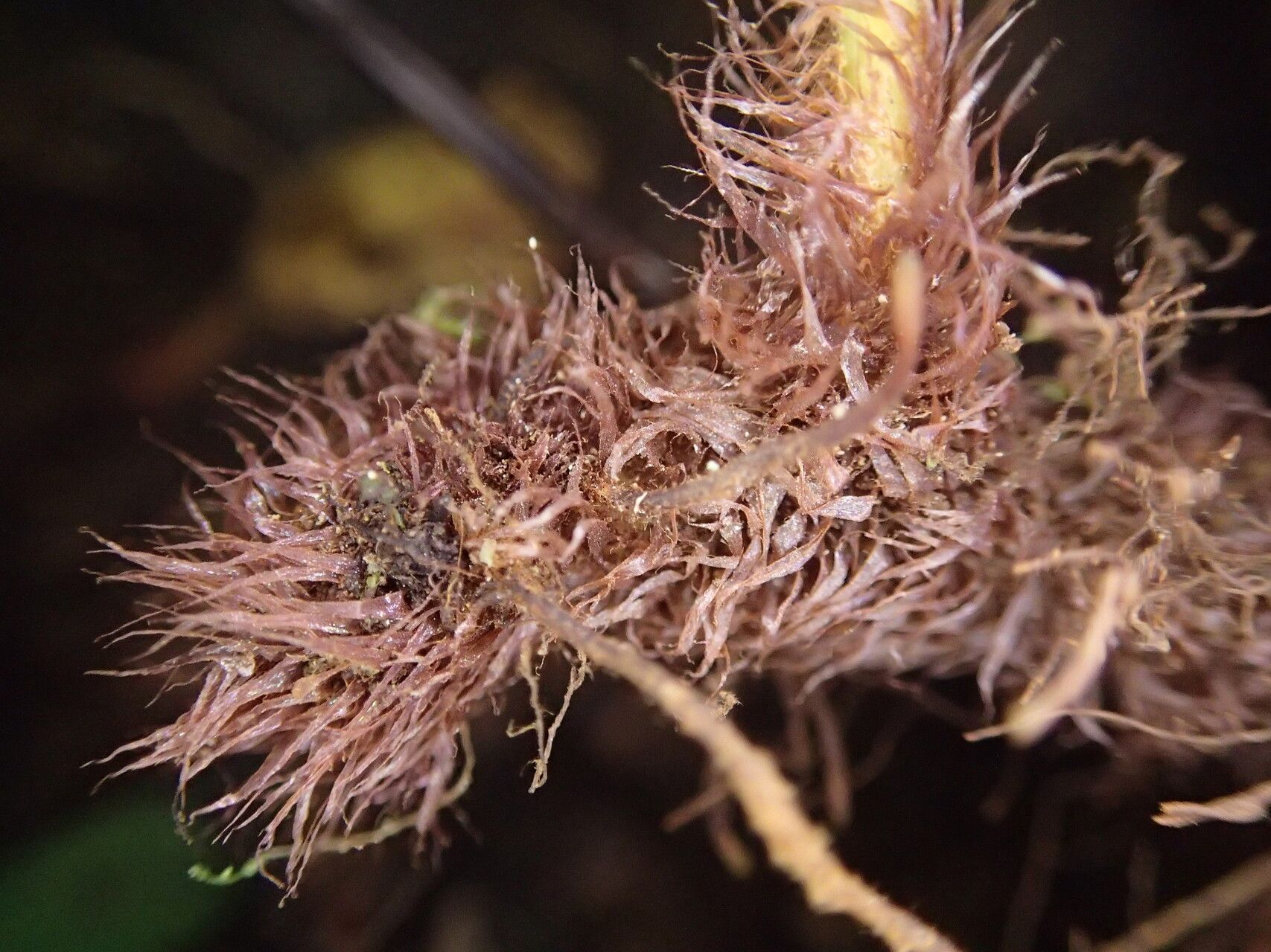 Asplenium biafranum other