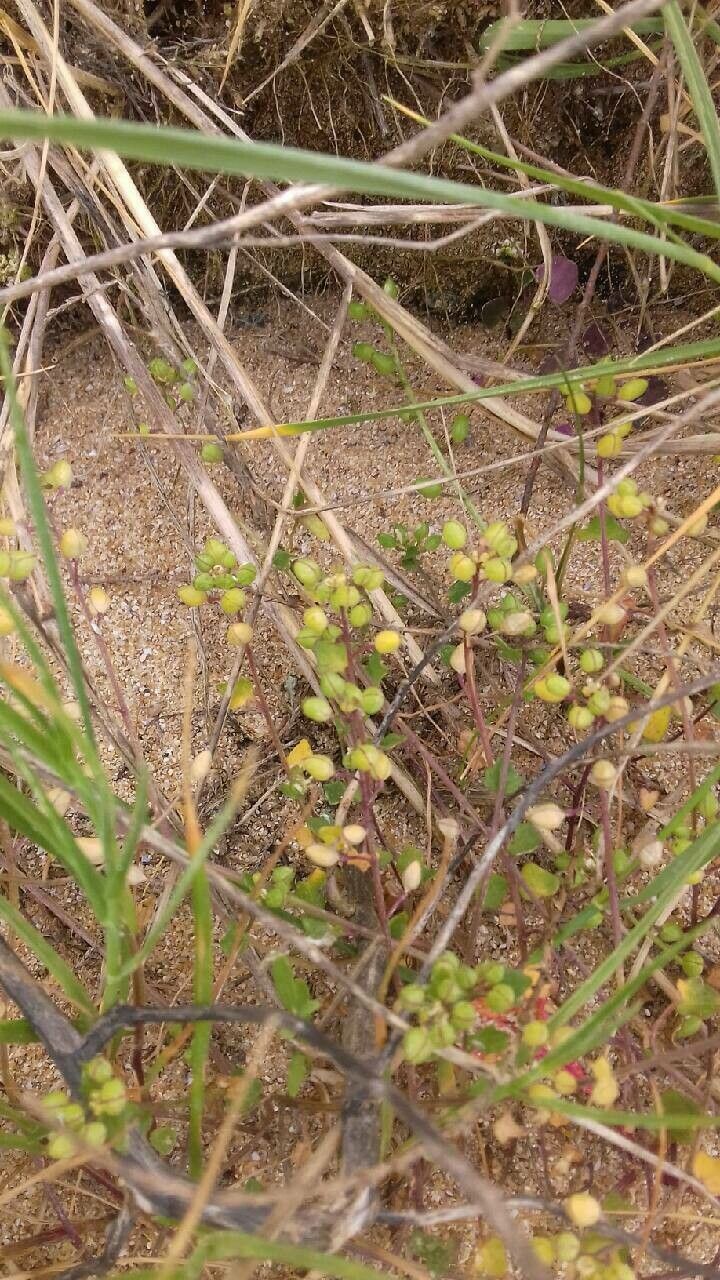 Cochlearia danica fruit