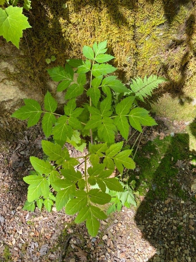 Angelica triquinata leaf