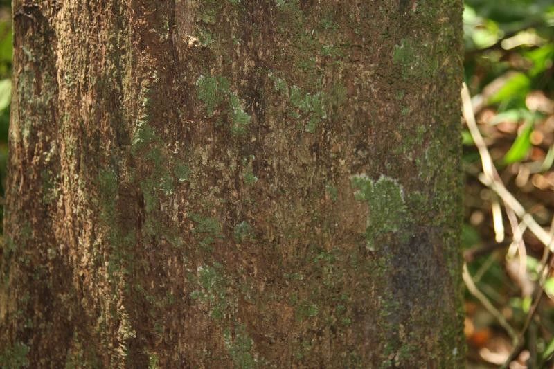 Eschweilera parviflora bark