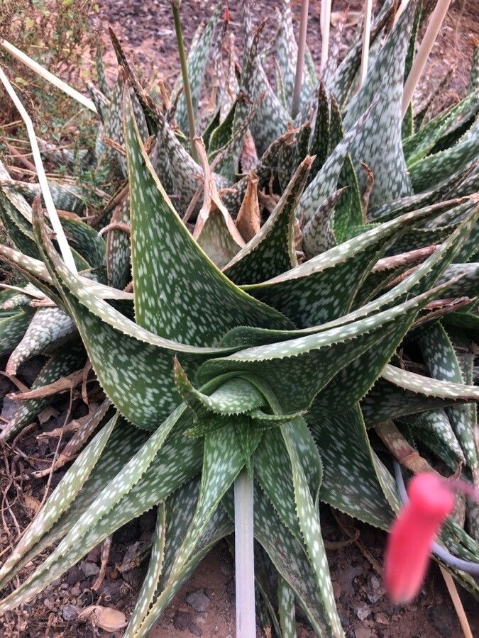 Aloe deltoideodonta — houseplant care guide