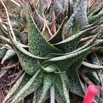 Aloe deltoideodonta