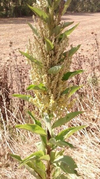 Verbascum sinuatum fruit