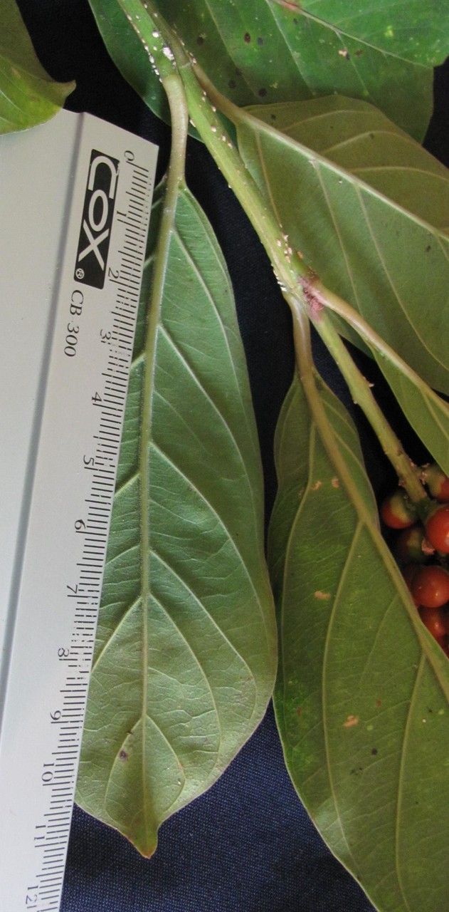 Citharexylum cooperi — related species from the same genus