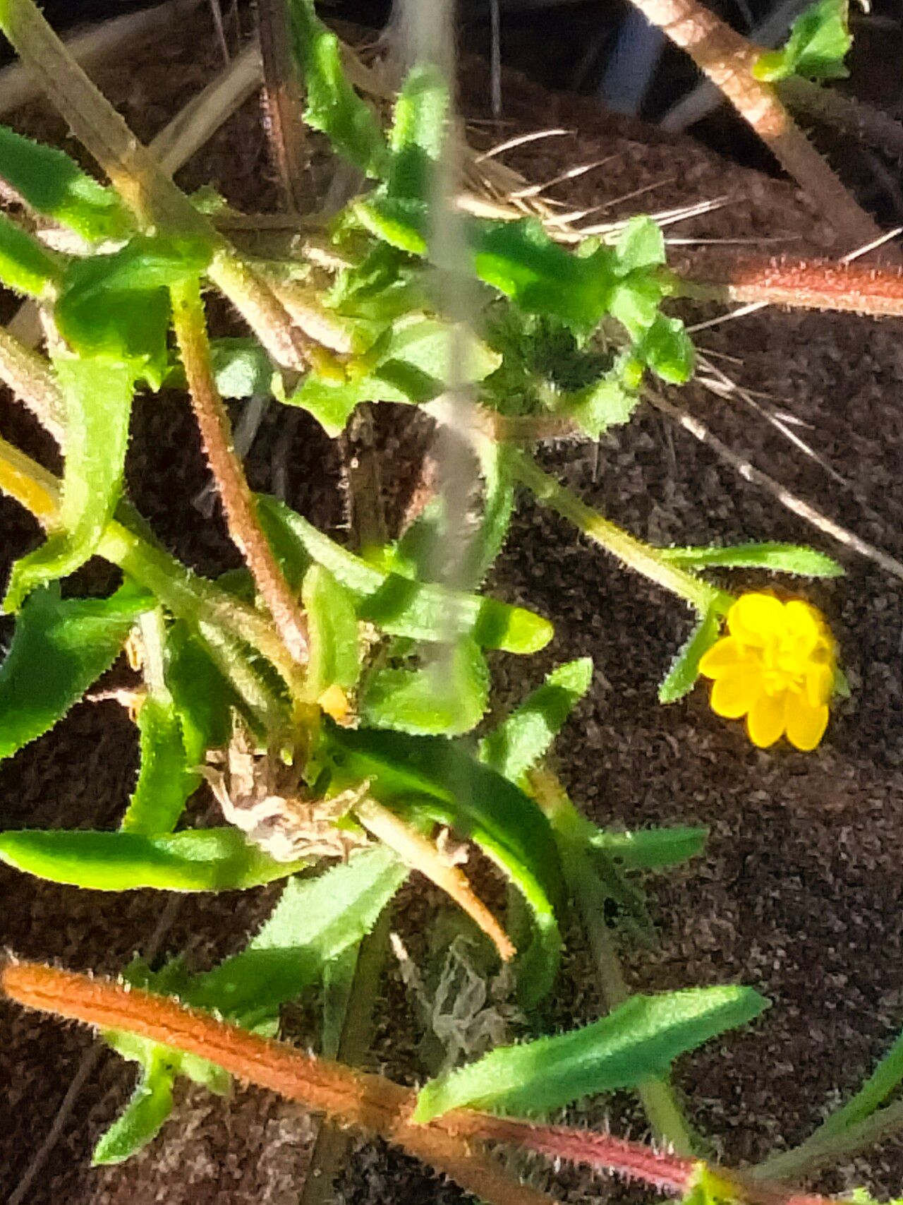 Rhigozum obovatum flower