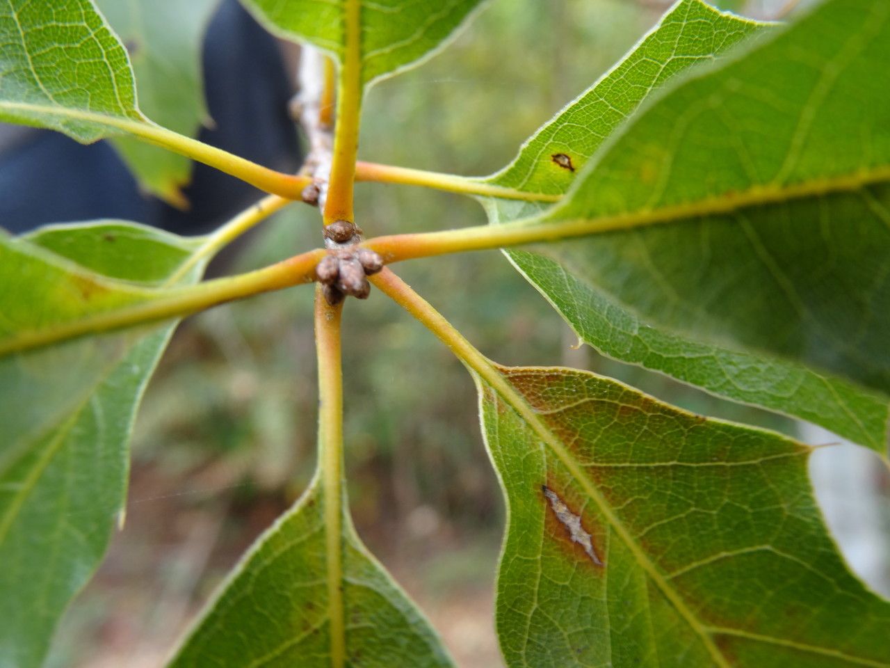 Quercus canbyi bark