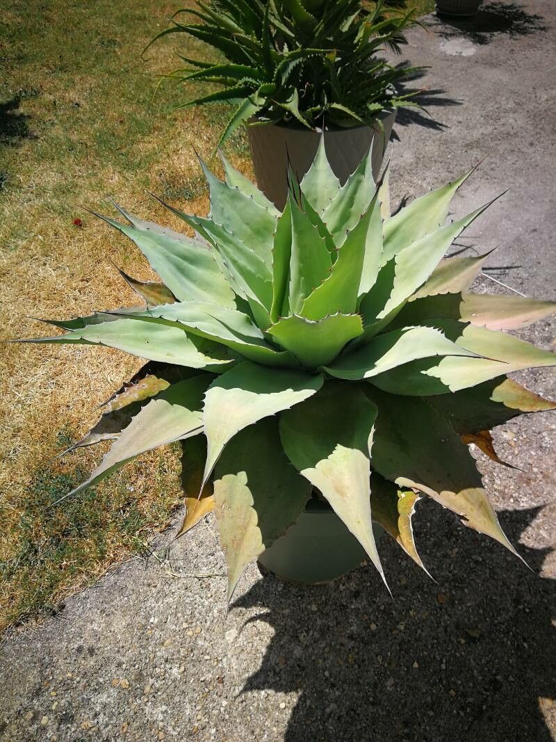 Agave ovatifolia leaf