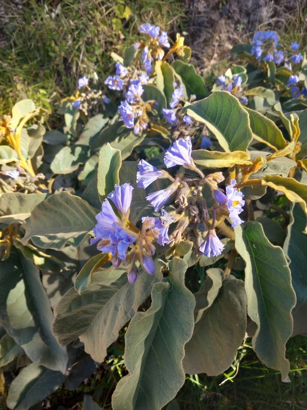 Solanum glutinosum flower