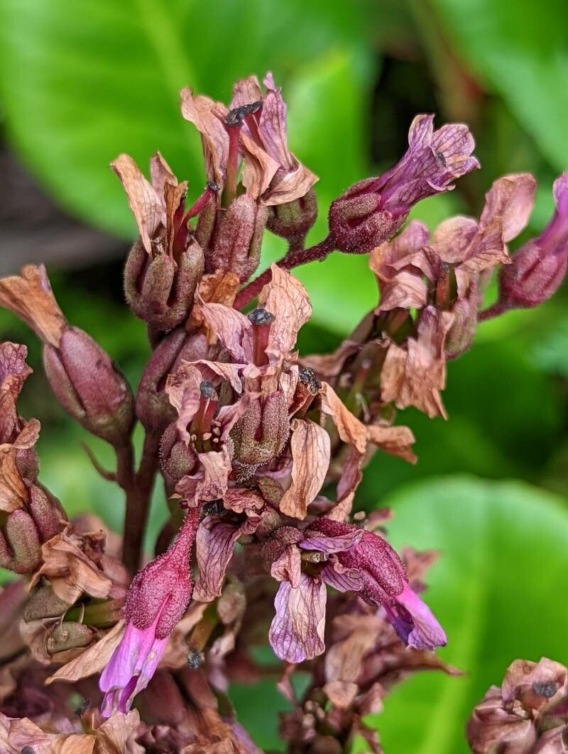Bergenia purpurascens fruit