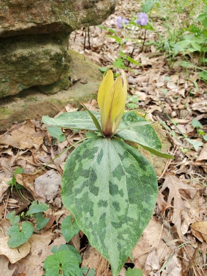 Trillium discolor — search result for 'Trillium'