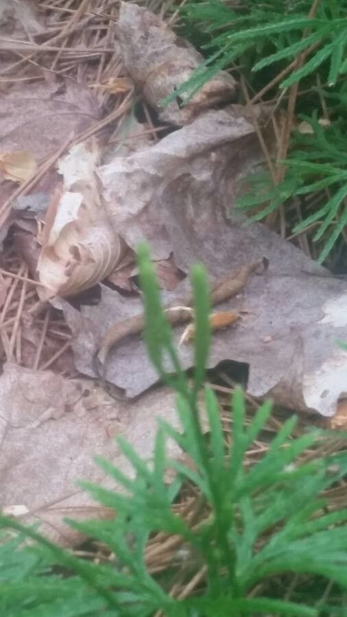 Diphasiastrum complanatum flower