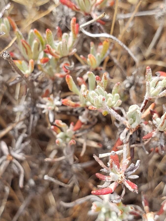 Eriogonum sphaerocephalum — search result for 'Eriogonum'