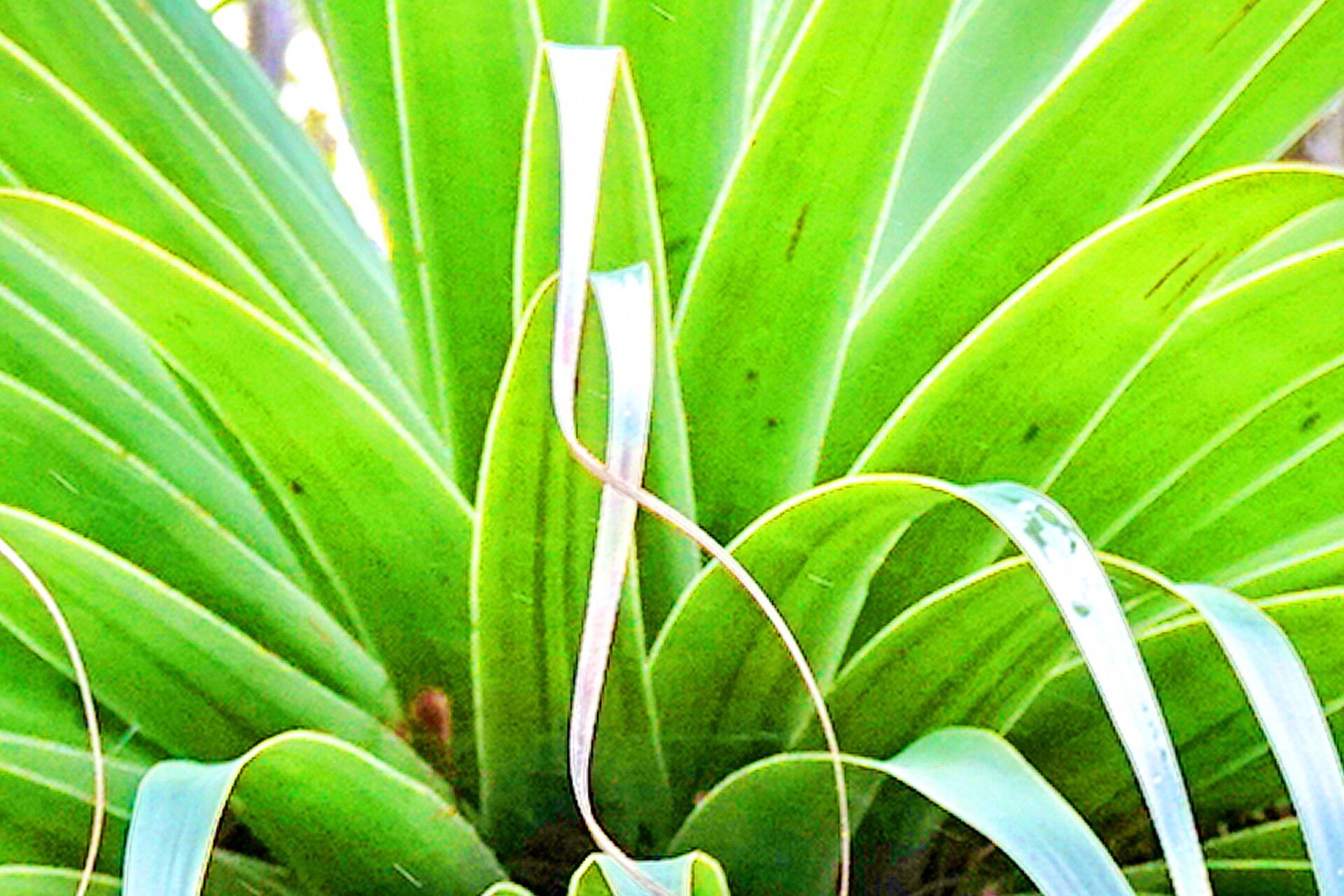 Richea pandanifolia — related species from the same genus