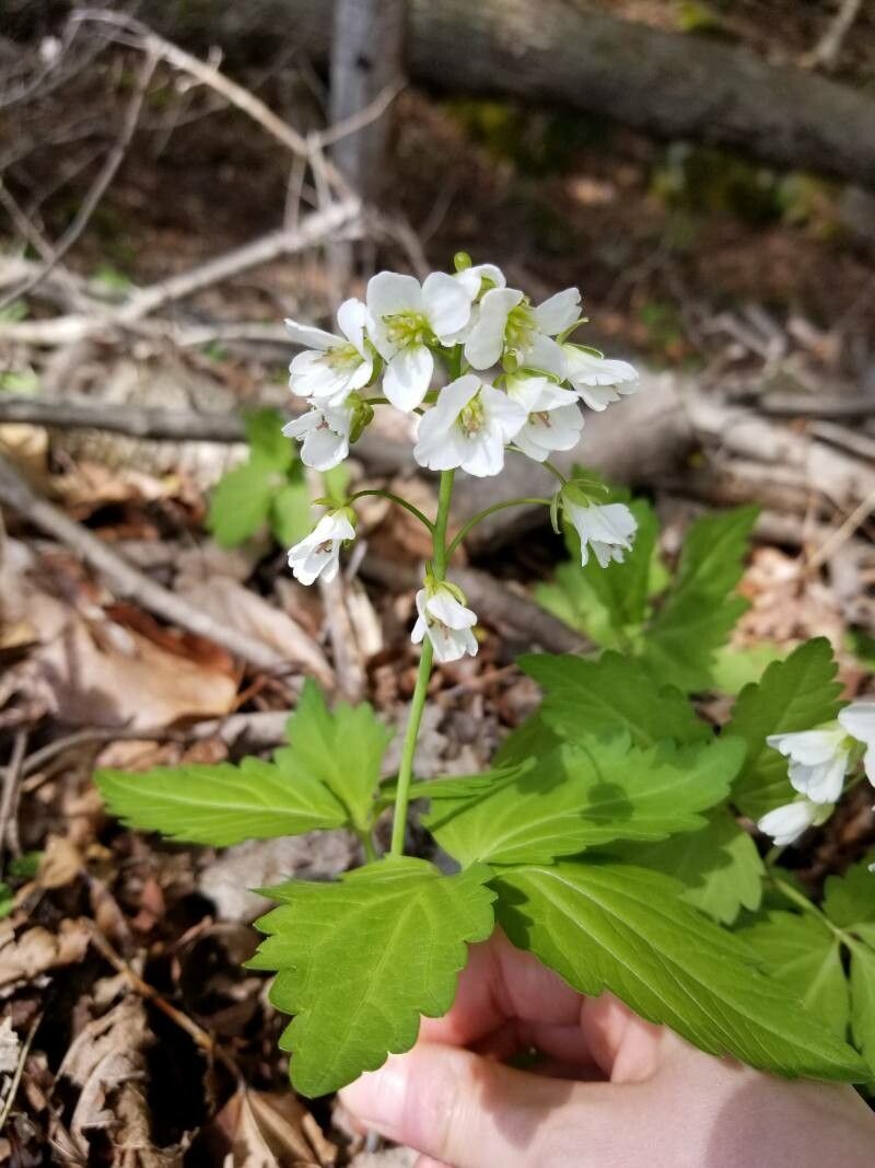 Cardamine diphylla flower