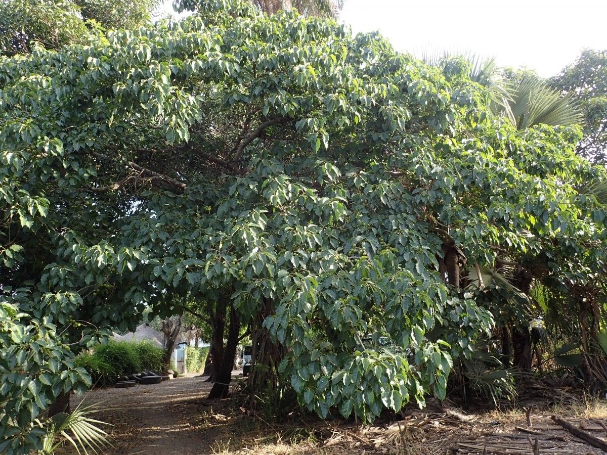 Ficus polita habit