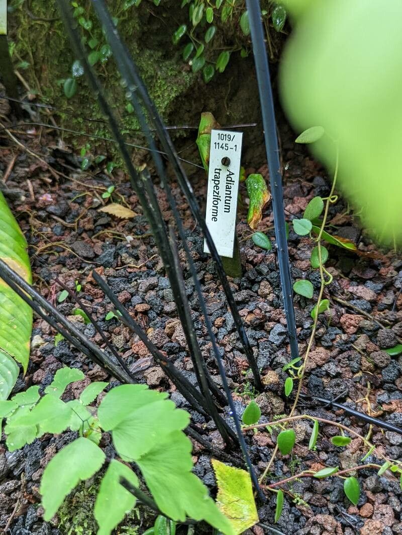 Adiantum trapeziforme other