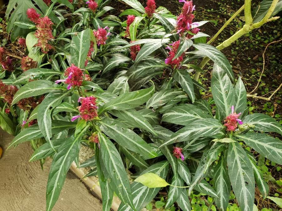 Justicia scheidweileri habit