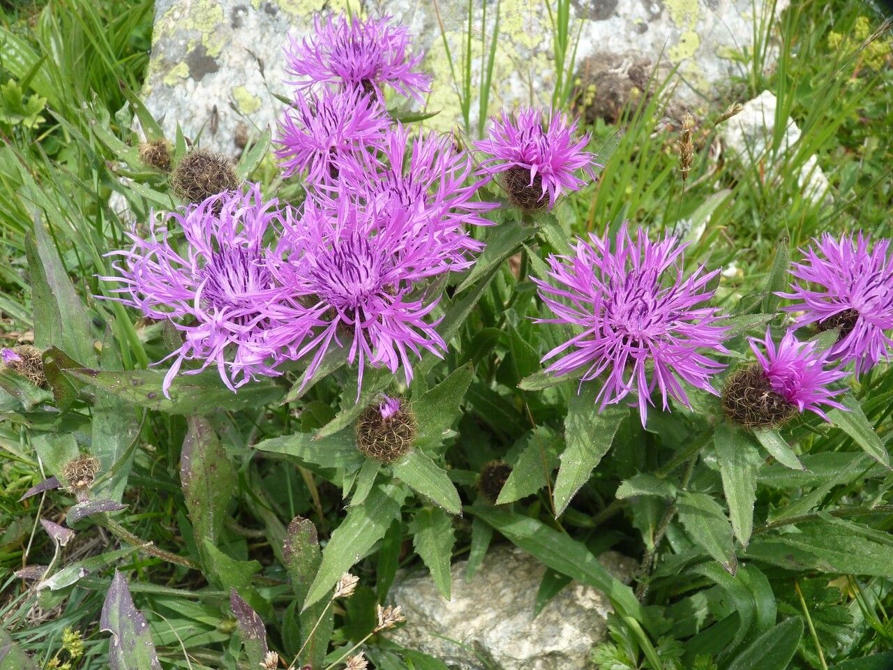 Centaurea uniflora flower