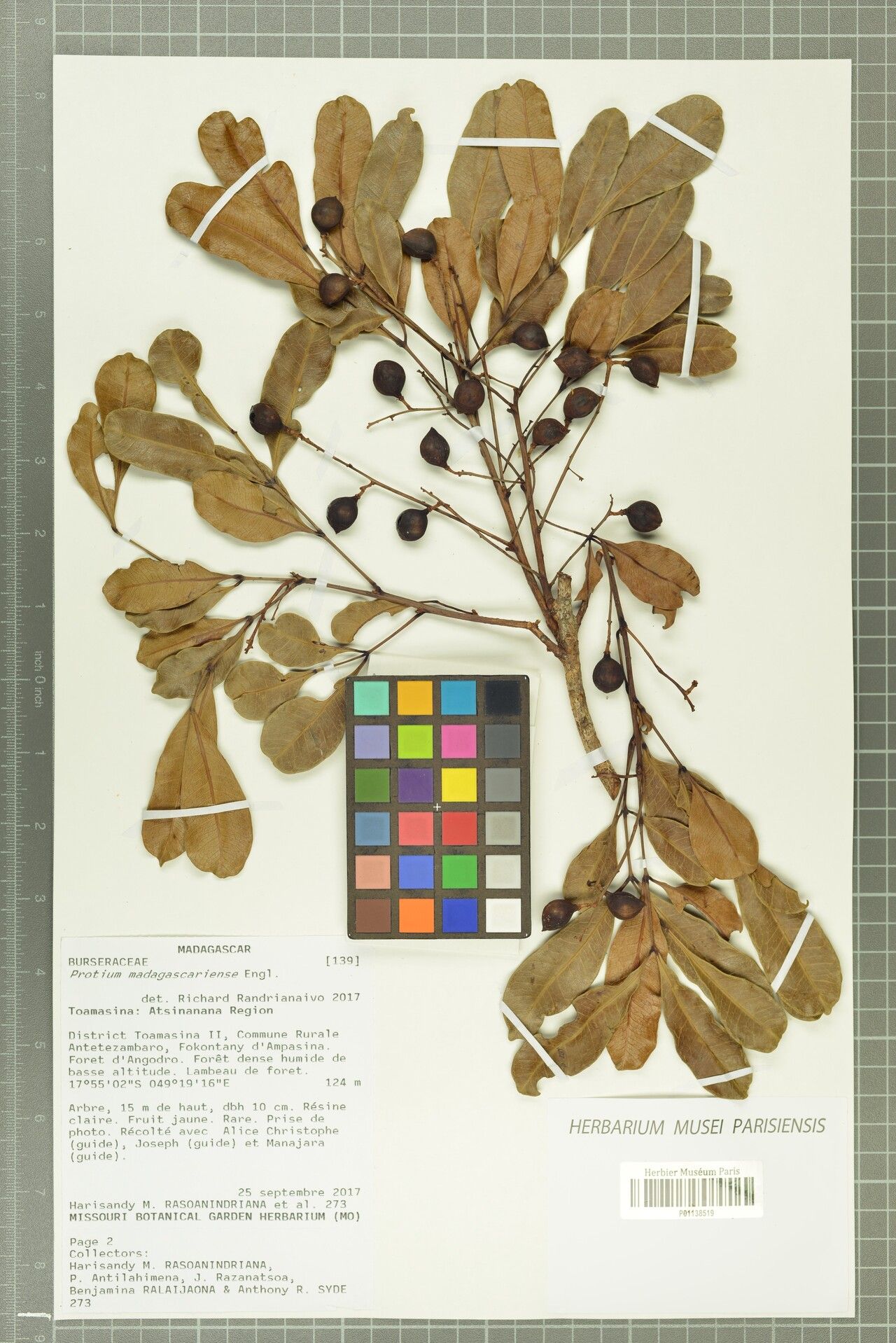 Protium madagascariense — houseplant care guide