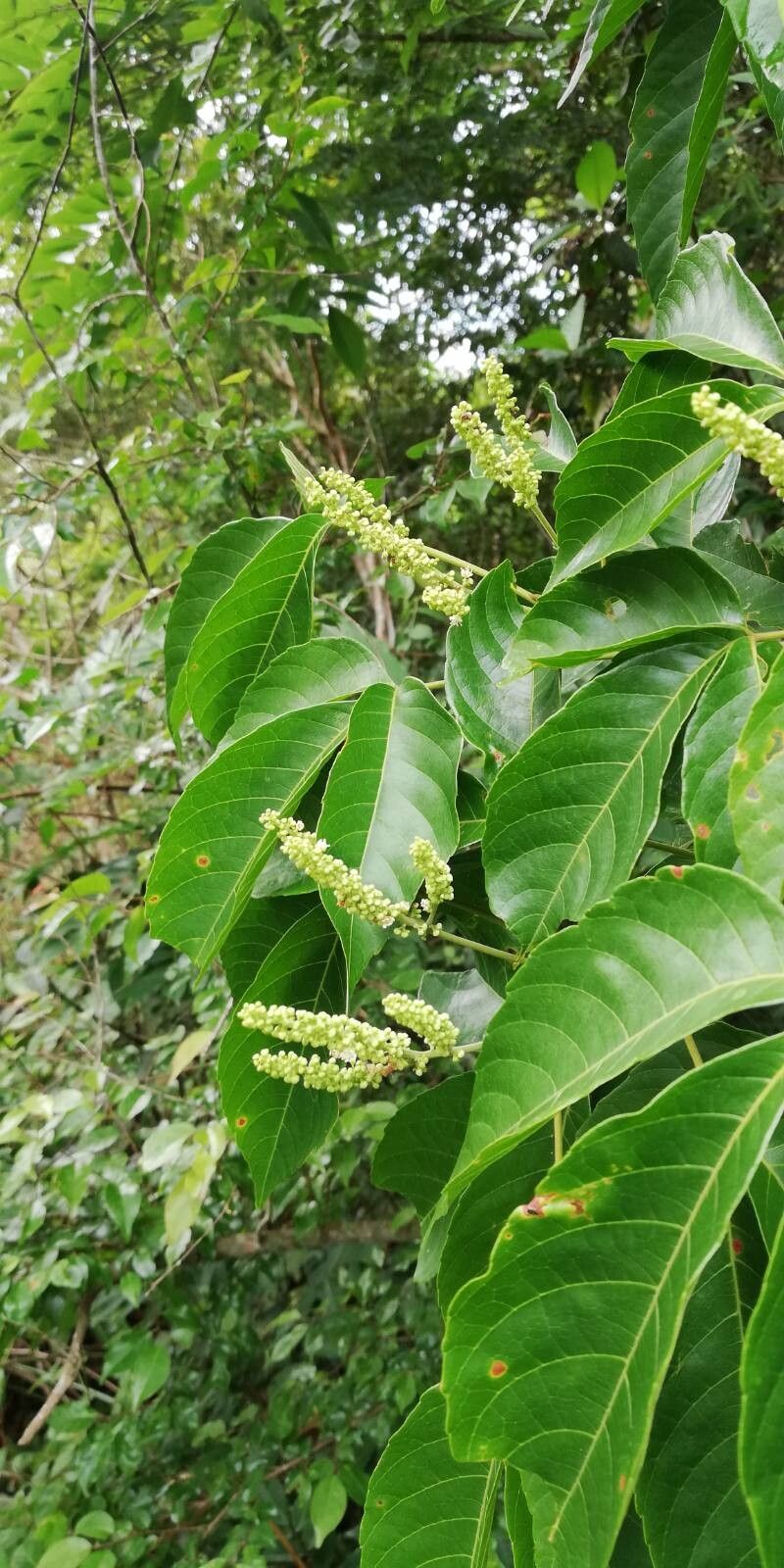 Allophylus africanus leaf