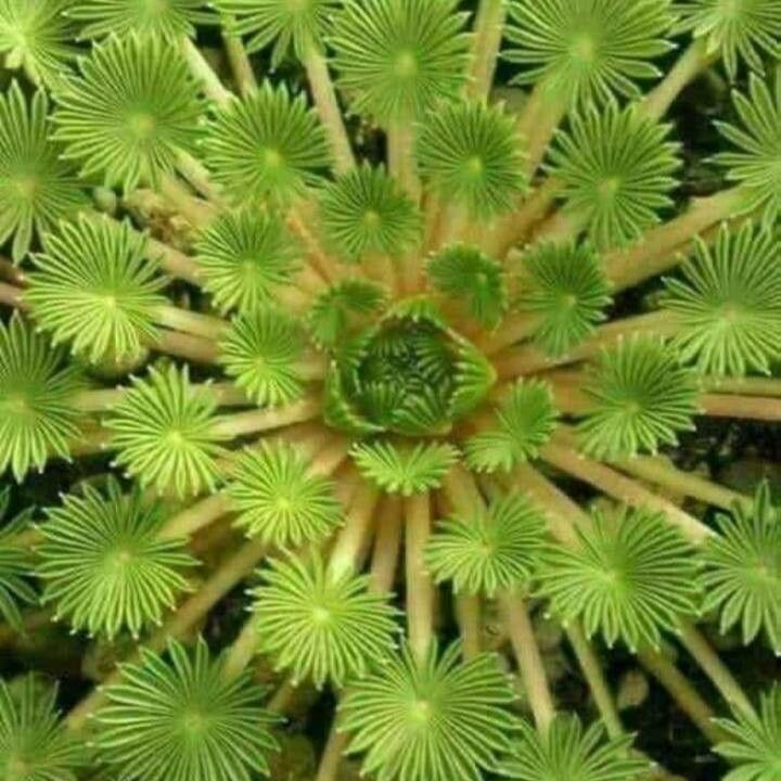 Oxalis palmifrons leaf