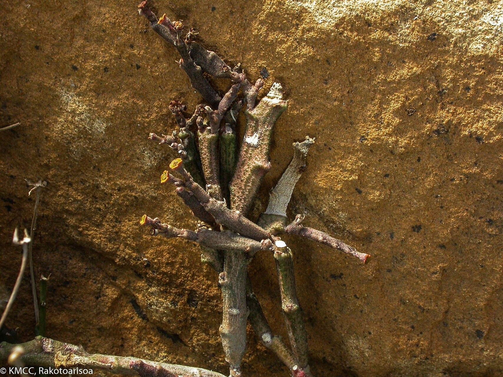 Euphorbia hardyi habit