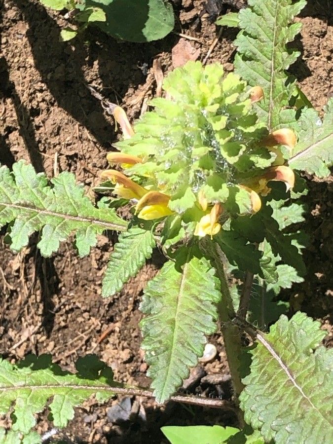 Pedicularis canadensis flower