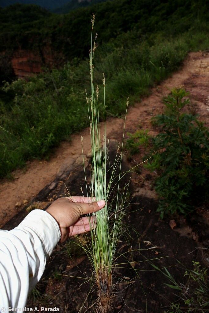 Bulbostylis junciformis — houseplant care guide