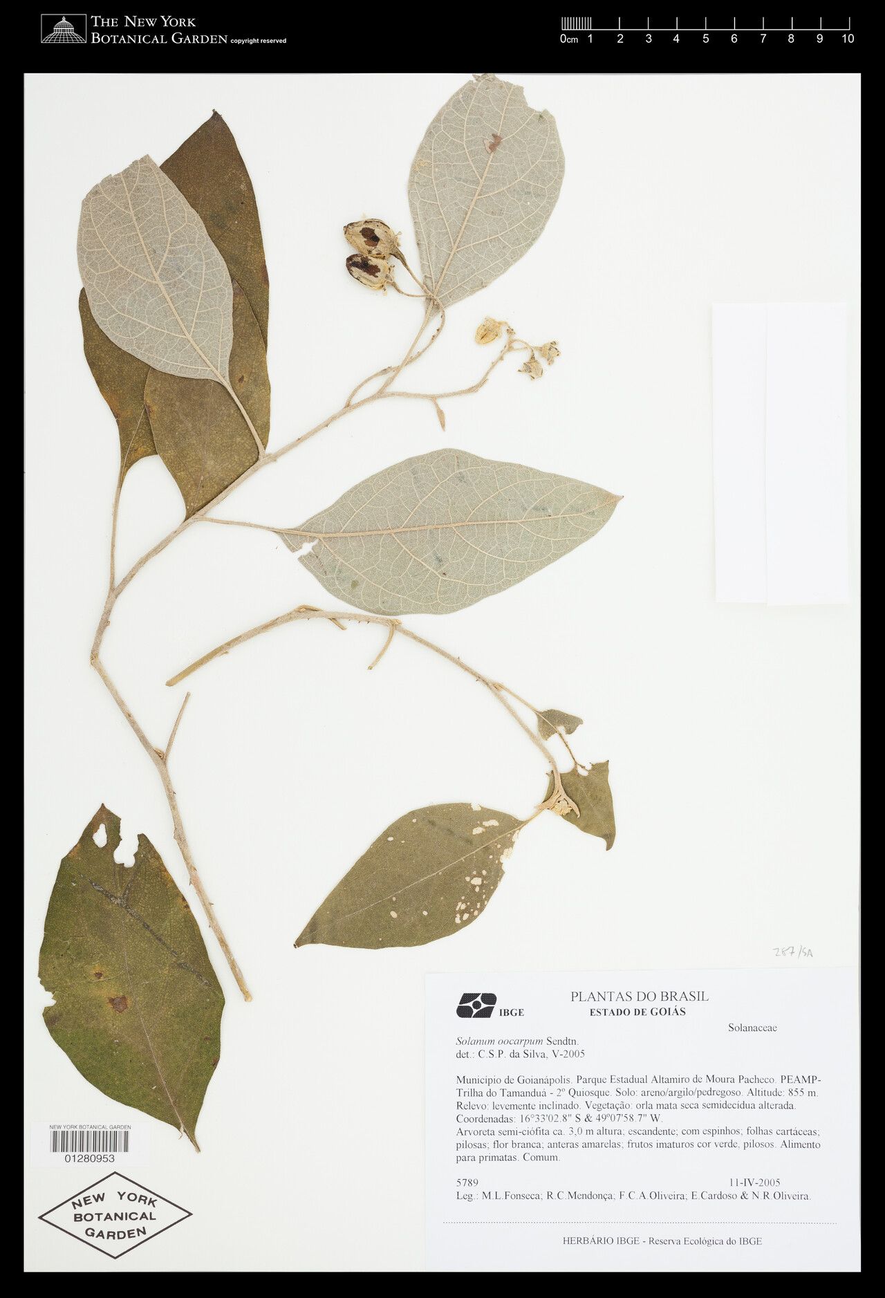 Solanum oocarpum — houseplant care guide