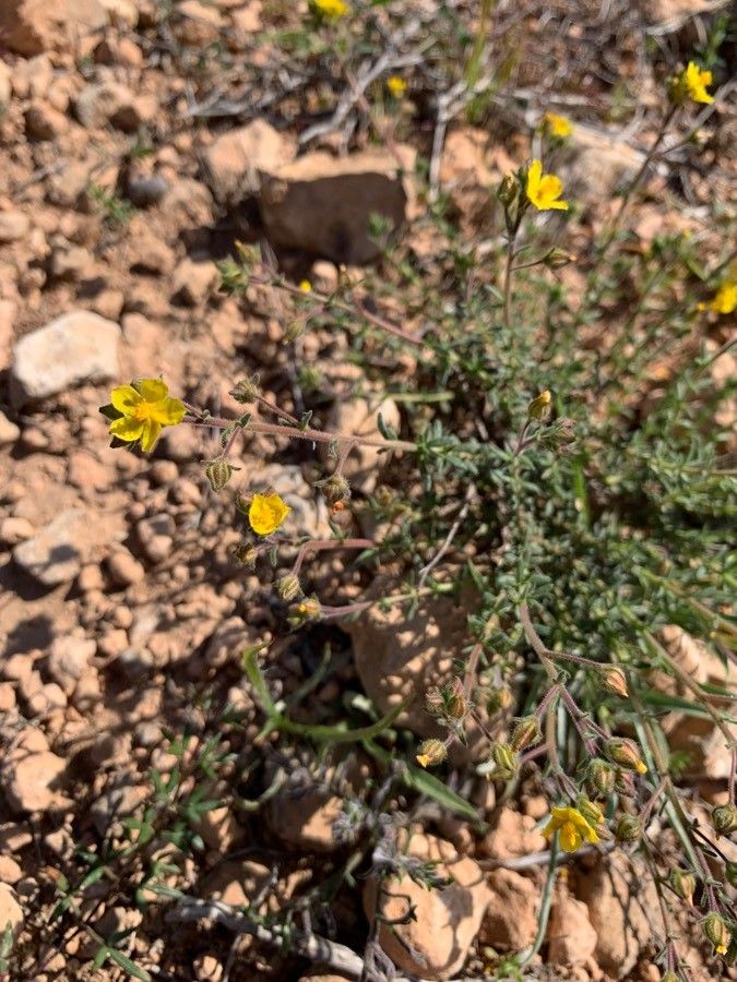 Fumana juniperina flower