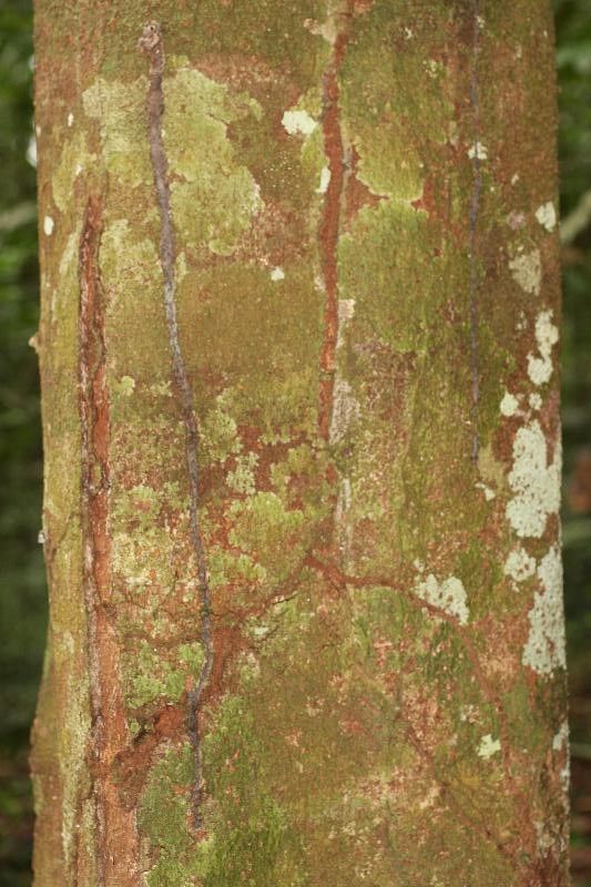 Protium subserratum bark
