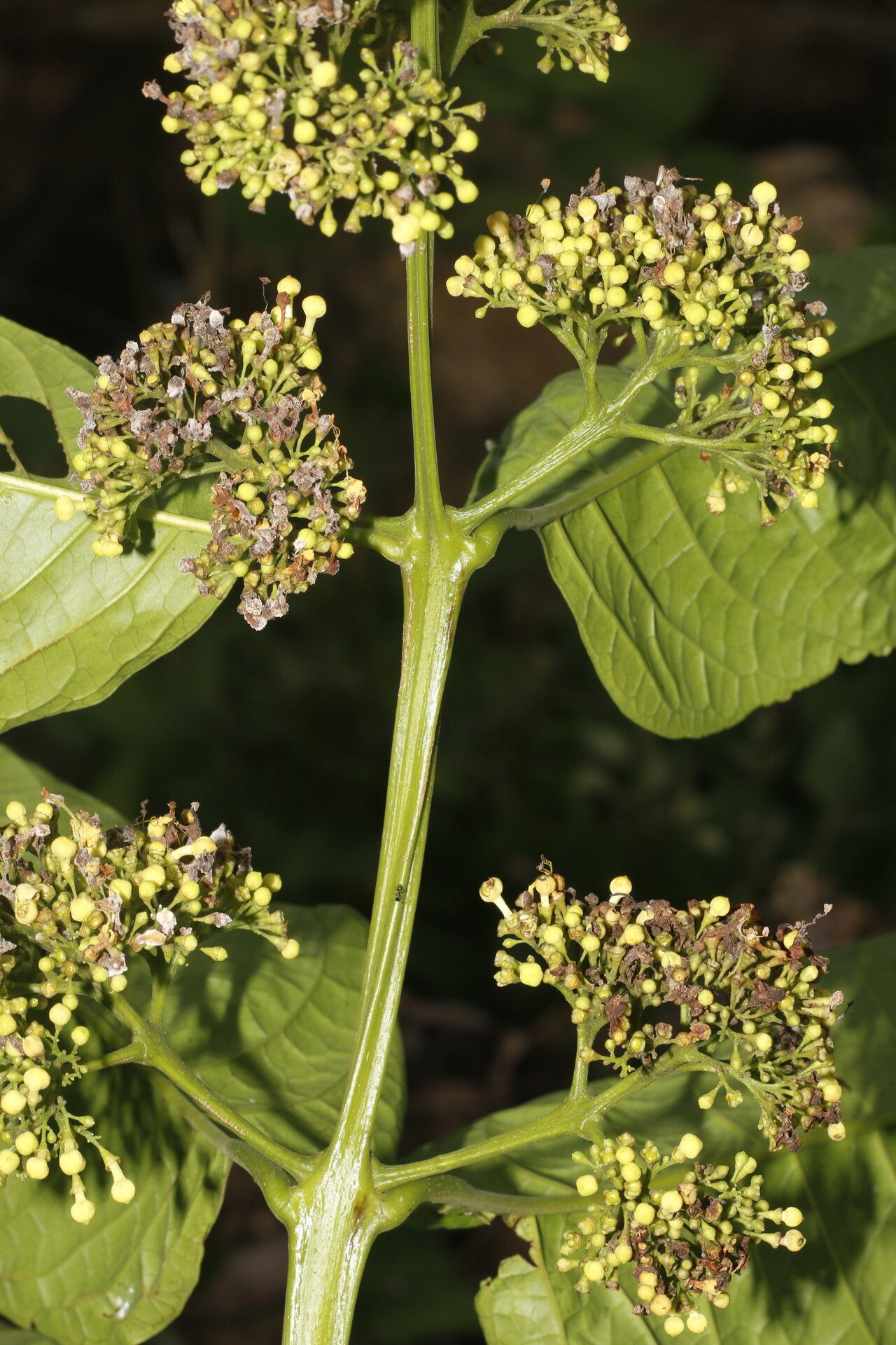 Aegiphila falcata — houseplant care guide