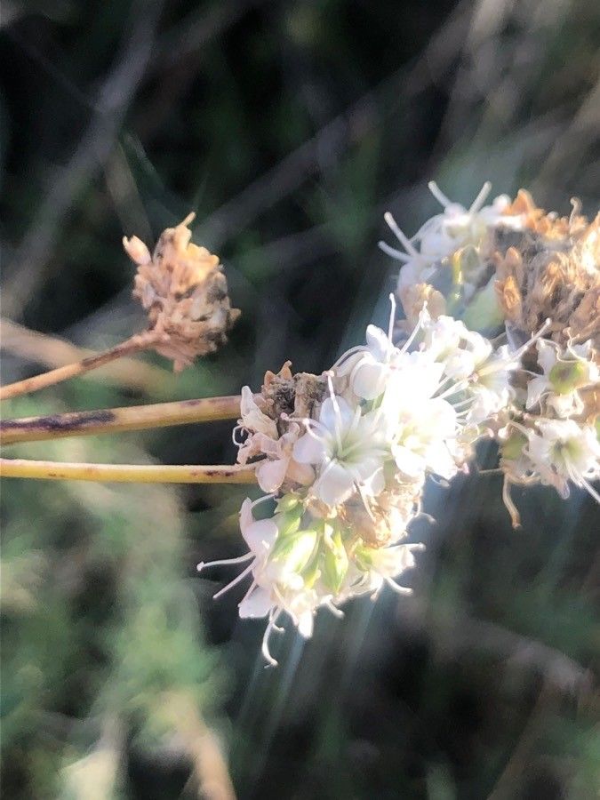Gypsophila struthium flower