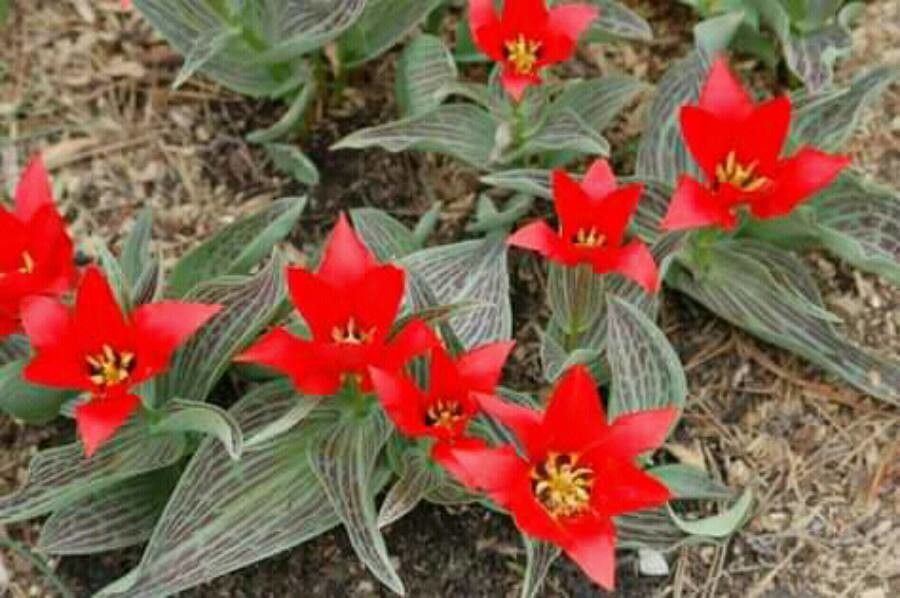 Tulipa greigii flower