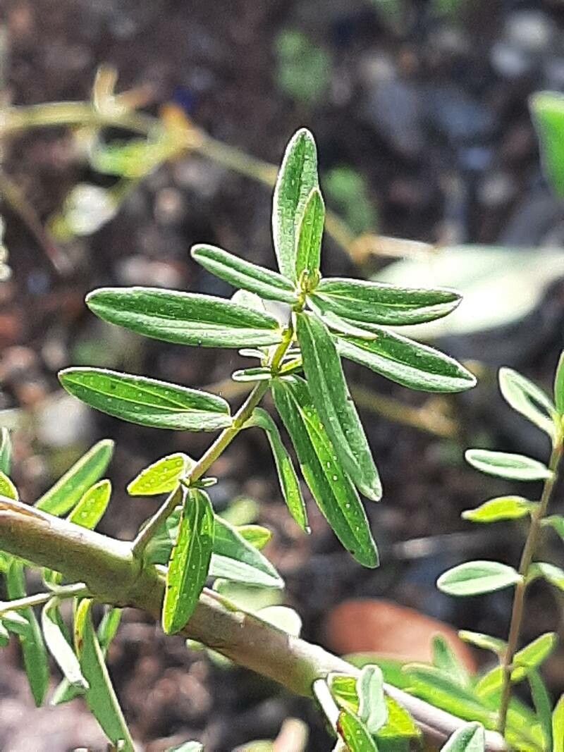 Hypericum annulatum — search result for 'Hypericum'