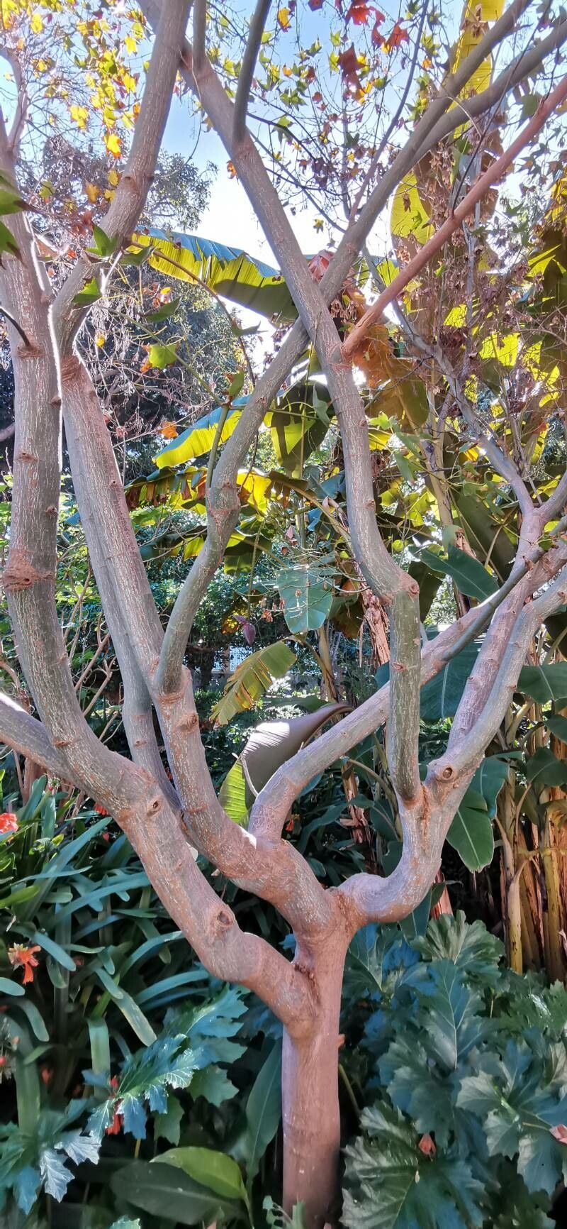 Acer serrulatum habit