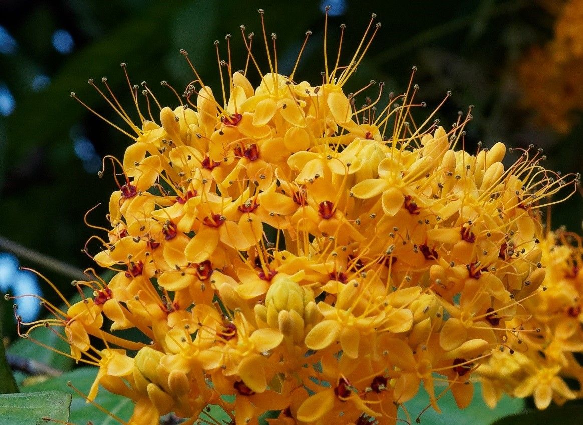 Saraca thaipingensis flower