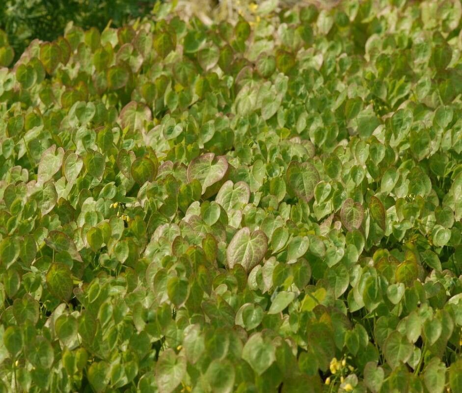 Epimedium pinnatum habit