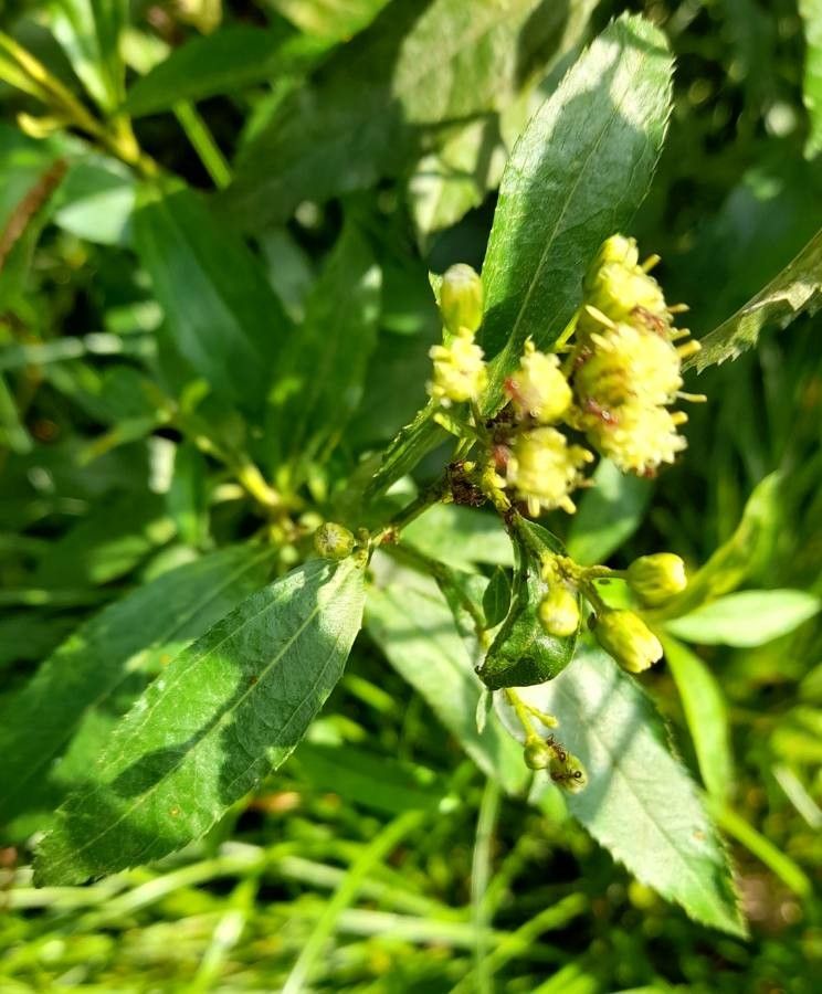 Baccharis punctulata flower