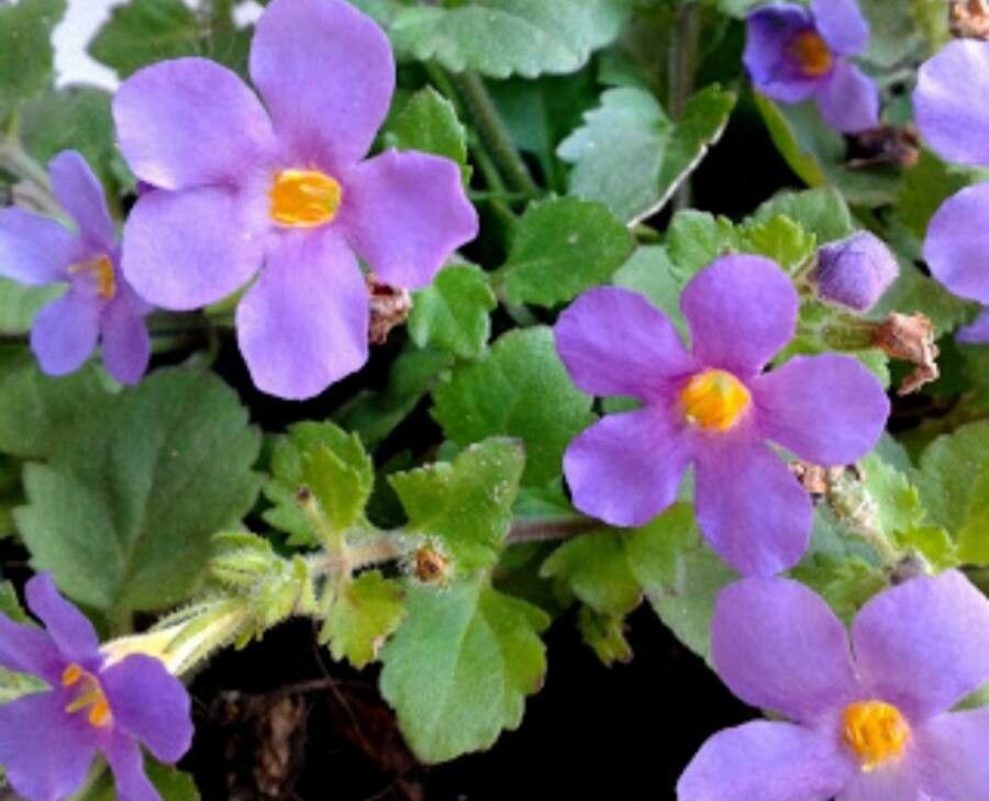 Sutera cordata flower