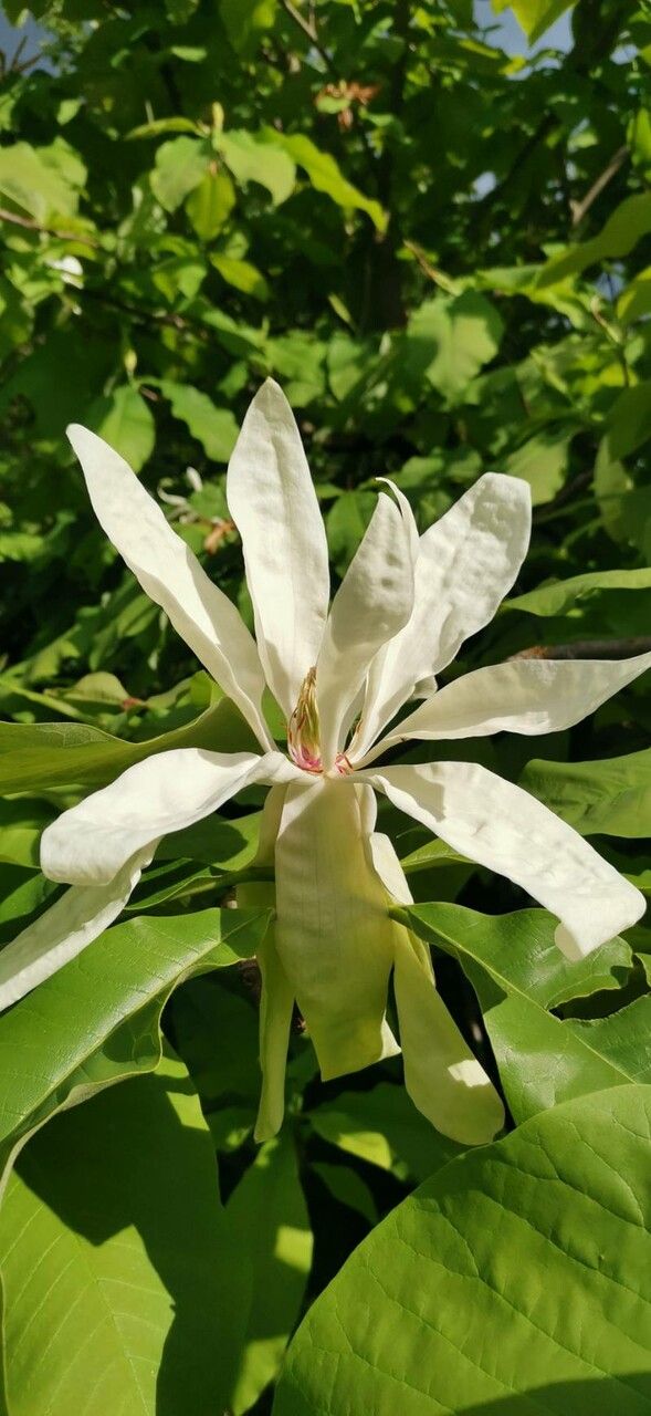 Magnolia tripetala flower