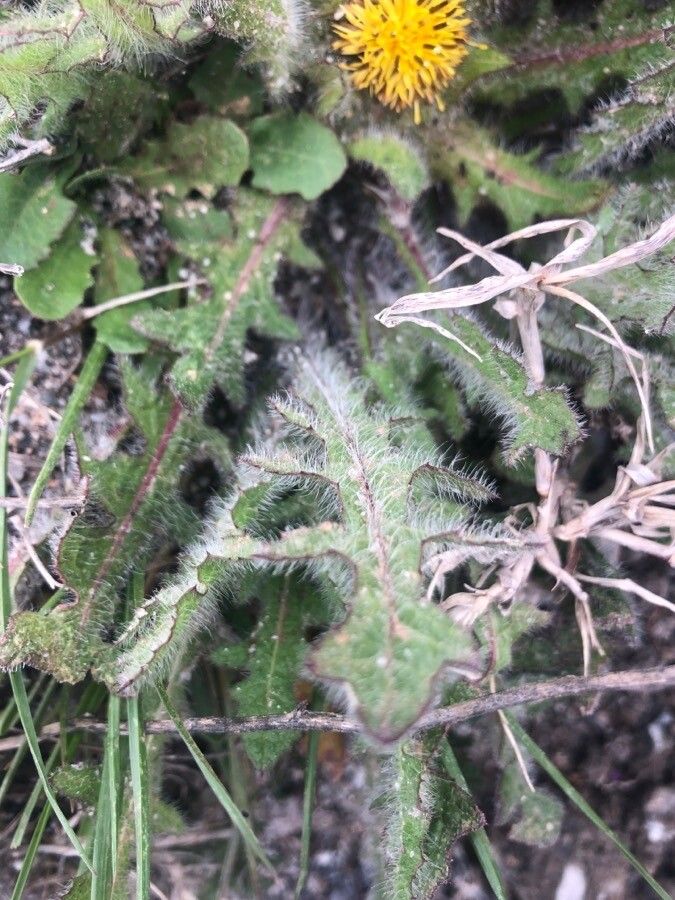Centaurea benedicta — search result for 'Cirsium'