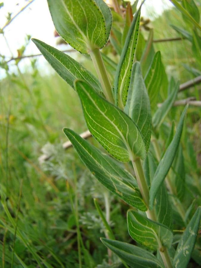 Hypericum barbatum leaf