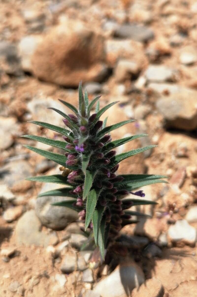 Ziziphora tenuior — related species from the same genus