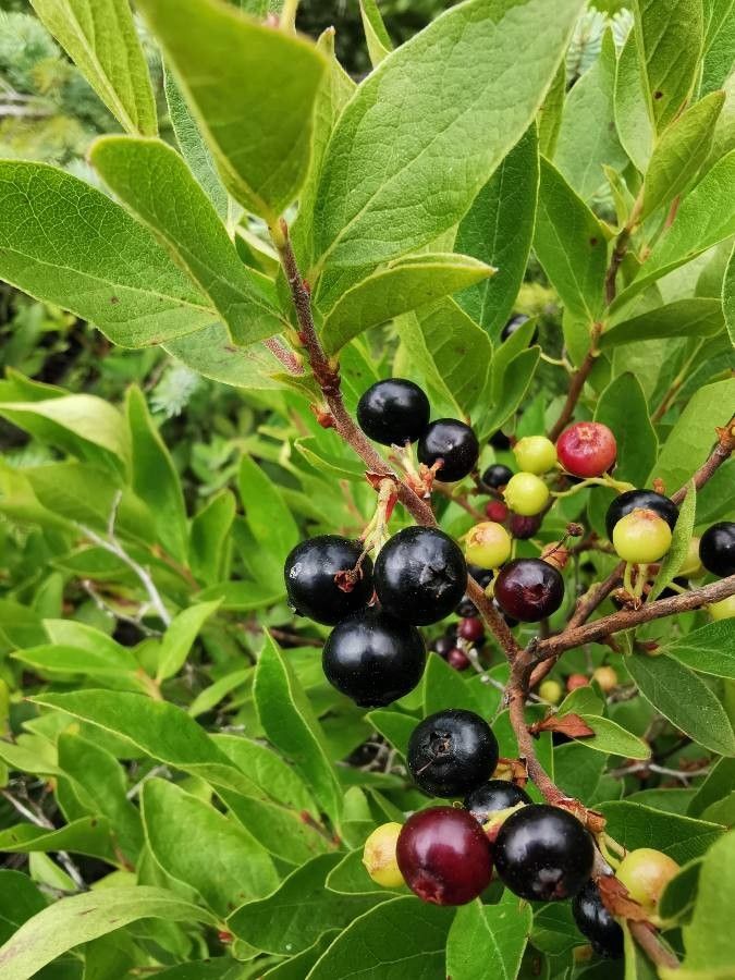 Gaylussacia baccata fruit
