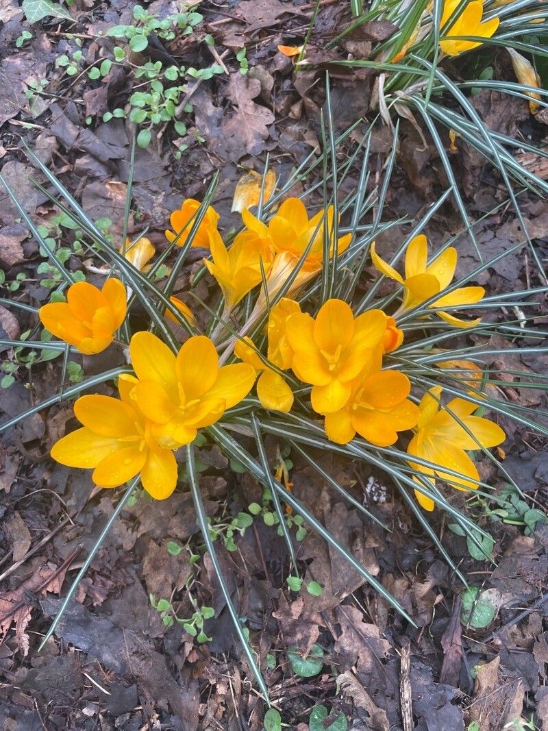 Crocus × luteus — houseplant care guide