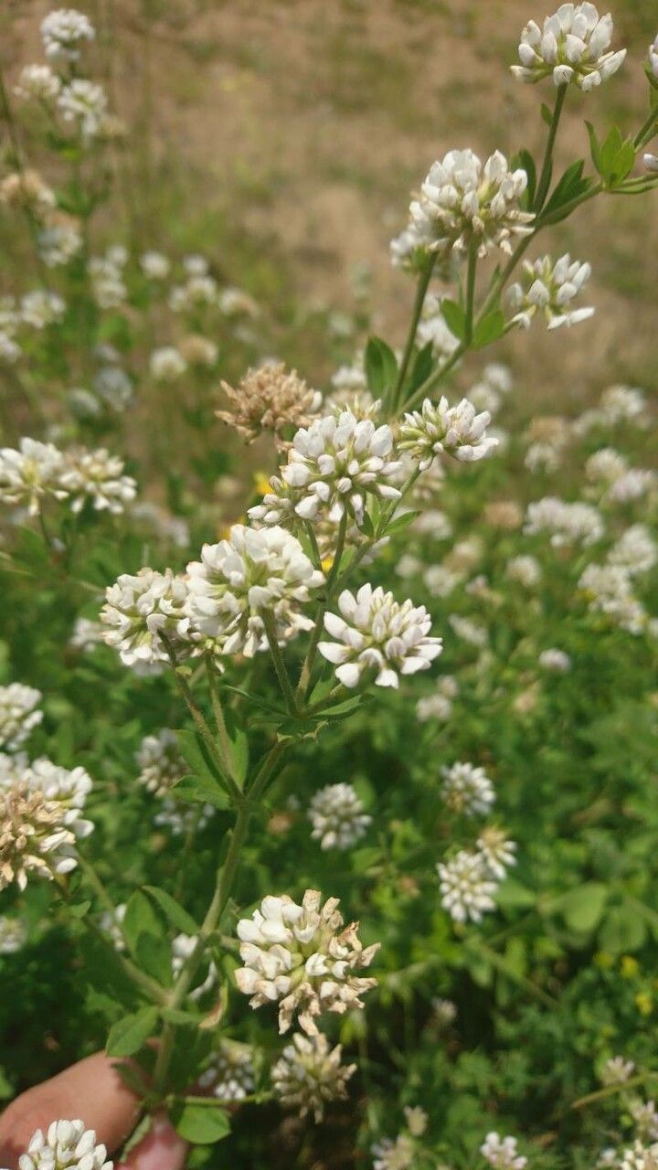 Dorycnium germanicum flower